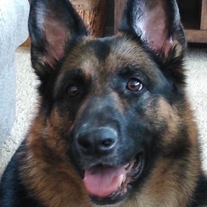 Meet your Posher, Donna